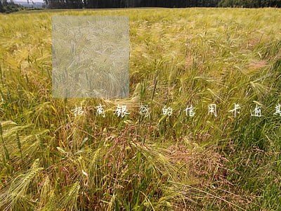 招商银行的信用卡逾期会上门吗 招商银行的信用卡逾期会上门吗