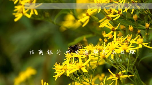 招商银行网贷逾期怎么处理 招商银行网贷逾期怎么处理