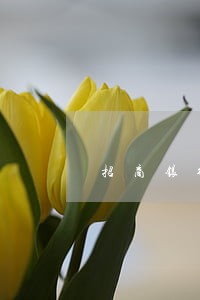 招商银行装修贷款逾期 招商银行装修贷款逾期