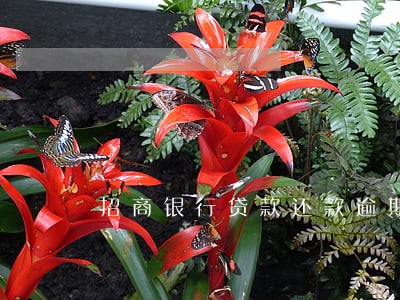 招商银行贷款还款逾期记录 招商银行贷款还款逾期记录