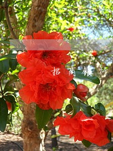 招商银行车贷有逾期会怎么样
