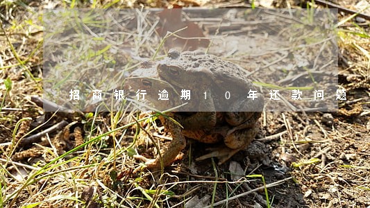 招商银行逾期10年还款问题 招商银行逾期10年还款问题