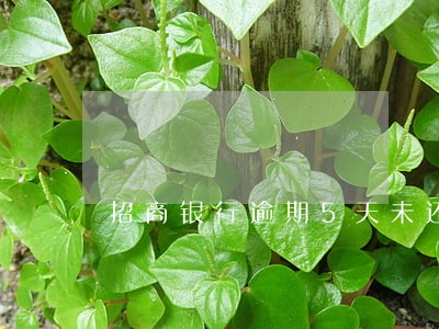招商银行逾期5天未还款 招商银行逾期5天未还款