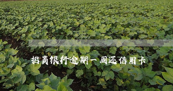 招商银行逾期一周还信用卡 招商银行逾期一周还信用卡