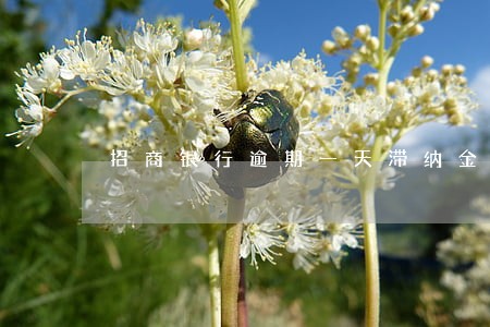 招商银行逾期一天滞纳金