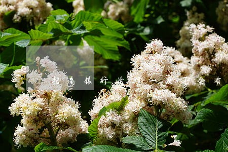 招商银行逾期一次还会有临额吗