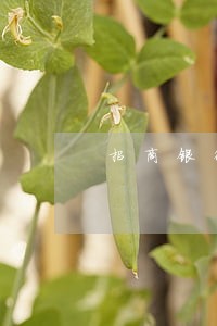 招商银行逾期上门地址 招商银行逾期上门地址