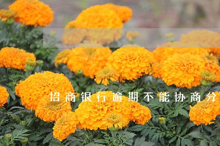 招商银行逾期不能协商分期 招商银行逾期不能协商分期