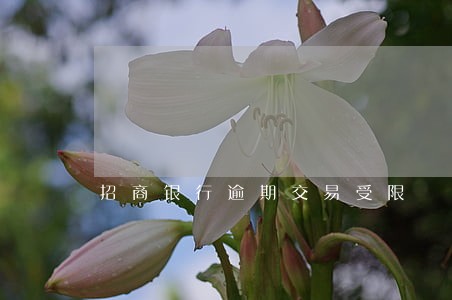 招商银行逾期交易受限 招商银行逾期交易受限