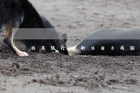 招商银行逾期信用卡提额吗 招商银行逾期信用卡提额吗