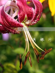 招商银行逾期前怎么协商 招商银行逾期前怎么协商