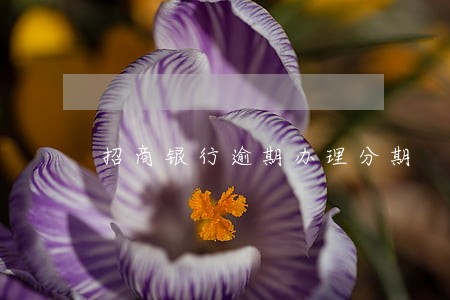 招商银行逾期办理分期 招商银行逾期办理分期