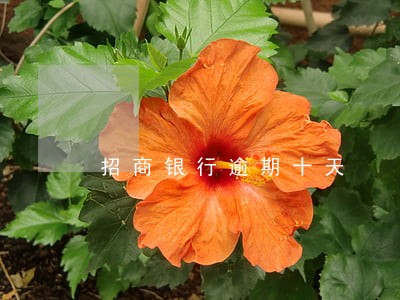 招商银行逾期十天 招商银行逾期十天