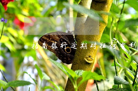 招商银行逾期对征信有影响吗