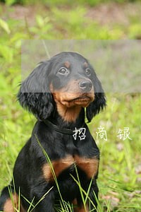招商银行逾期影像征信 招商银行逾期影像征信