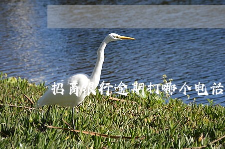 招商银行逾期打哪个电话 招商银行逾期打哪个电话