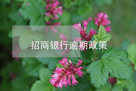 招商银行逾期政策 招商银行逾期政策
