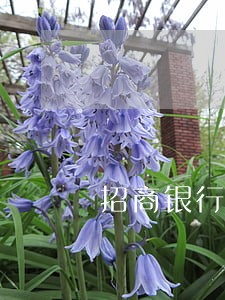 招商银行逾期能贷款买房吗 招商银行逾期能贷款买房吗