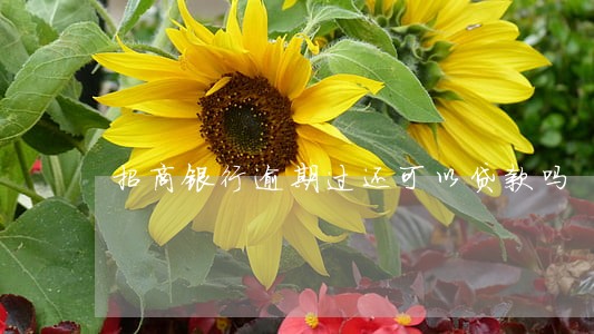 招商银行逾期过还可以贷款吗 招商银行逾期过还可以贷款吗