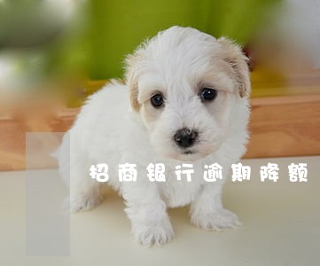 招商银行逾期降额 招商银行逾期降额