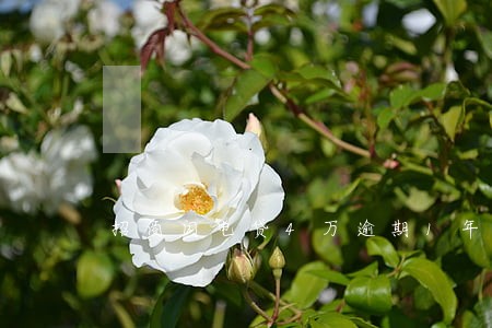 招商闪电贷4万逾期1年 招商闪电贷4万逾期1年