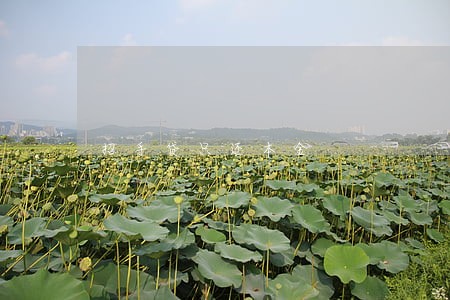 招手贷只还本金 招手贷只还本金