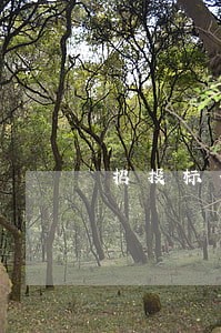 招投标代理人违法泄密