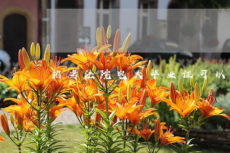 招考法院电大毕业证可以吗 招考法院电大毕业证可以吗