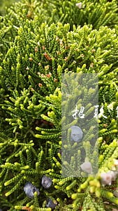 招联1000元逾期2年应还多少 招联1000元逾期2年应还多少