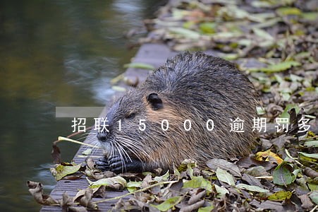 招联15000逾期罚多少 招联15000逾期罚多少