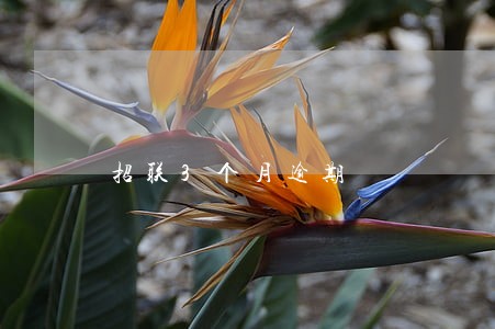 招联3个月逾期 招联3个月逾期