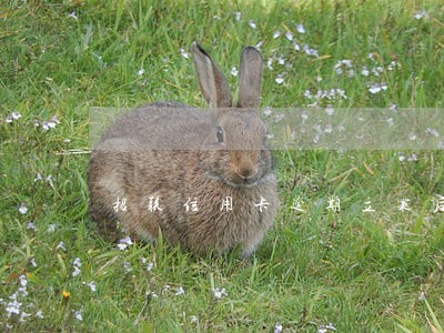 招联信用卡逾期立案后还会抓吗 招联信用卡逾期立案后还会抓吗