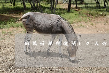招联好期待逾期10天会怎么样 招联好期待逾期10天会怎么样