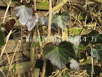 招联好期待逾期4万 招联好期待逾期4万