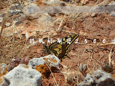 招联好期贷2500逾期 招联好期贷2500逾期