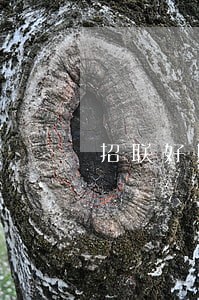 招联好期贷400天逾期
