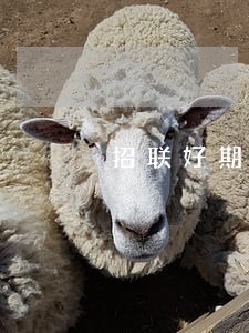 招联好期贷逾期11天 招联好期贷逾期11天