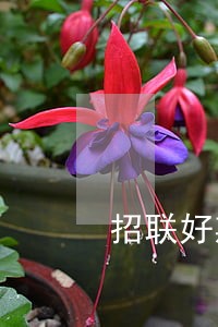 招联好期贷逾期16万