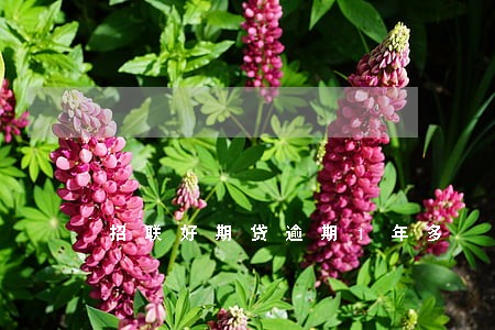 招联好期贷逾期1年多 招联好期贷逾期1年多