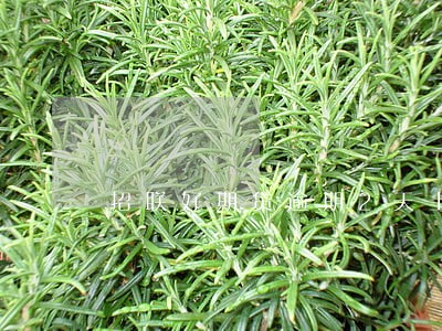 招联好期贷逾期2天上征信了 招联好期贷逾期2天上征信了