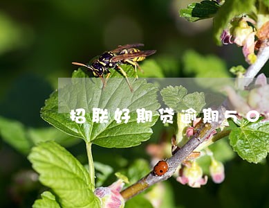 招联好期贷逾期500元会怎么样 招联好期贷逾期500元会怎么样