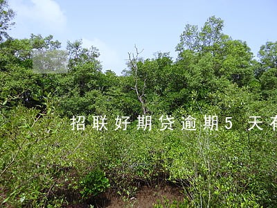 招联好期贷逾期5天有事吗 招联好期贷逾期5天有事吗
