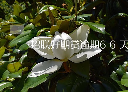 招联好期贷逾期66天 招联好期贷逾期66天