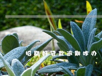 招联好贷款逾期咋办