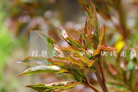 招联欠1000块钱逾期半个月 招联欠1000块钱逾期半个月