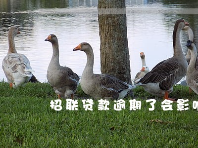 招联贷款逾期了会影响信用卡吗