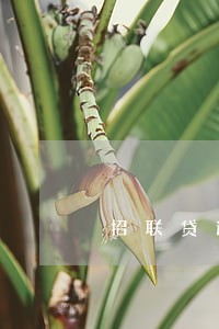 招联贷逾期超过1年的吗 招联贷逾期超过1年的吗