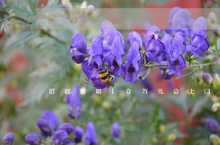 招联逾期10万元会上门吗 招联逾期10万元会上门吗