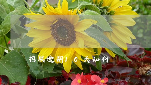 招联逾期10天如何 招联逾期10天如何