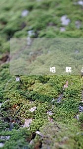 招联逾期10天必须还全款吗 招联逾期10天必须还全款吗